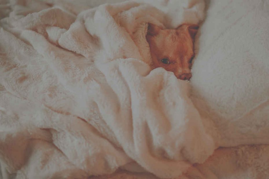 5 Best Brands for Blanket